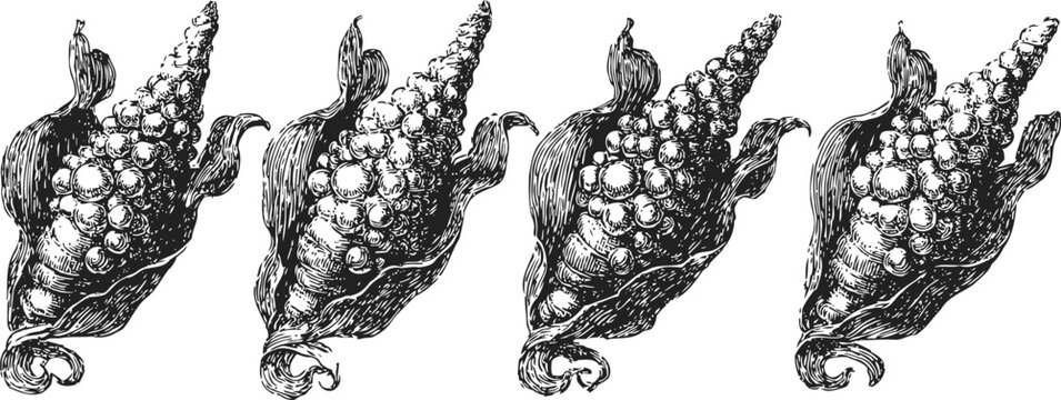 Four detailed vintage sea shells illustration with spiral shapes and textured surfaces