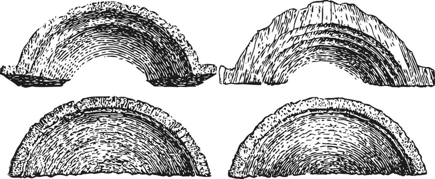 Vintage woodcut semicircular arches with textured bark pattern, rustic architectural elements set