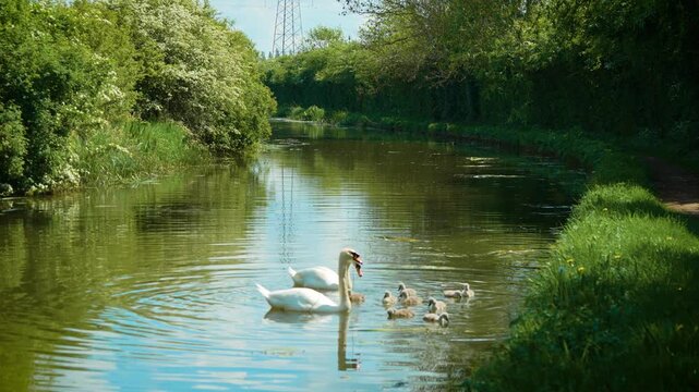 Two adult swans protecting cygnets along calm canal in natural countryside habitat. Bird family dynamics emphasizing wildlife preservation, safe migration, biodiversity conservation in freshwater