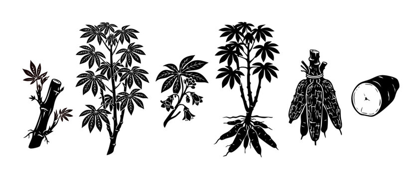 Cassava plant set black silhouette, yuca root tuber and leaves icon. Agricultural vector illustration collection of manioc cultivation stages, botany harvest design elements on white background.