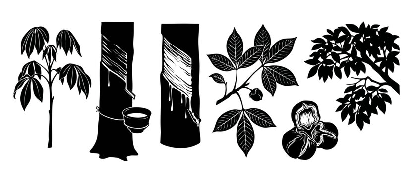 Rubber Tree Collection Vector Set, Hevea Brasiliensis Plant Silhouettes with Latex Tapping, Leaves, and Seeds for Agricultural Industry and Botany Design Projects, Black and White Graphic Illustration