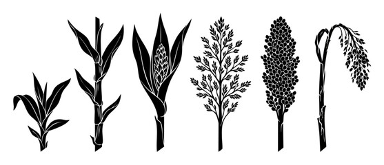 Fototapeta premium Sorghum Plant Growth Stages Silhouette Set, Agricultural Cereal Crop Development Process, Vector Grain Icons for Farming Infographics, Biological Life Cycle of Harvest Ready Plant and Seed Heads Colle