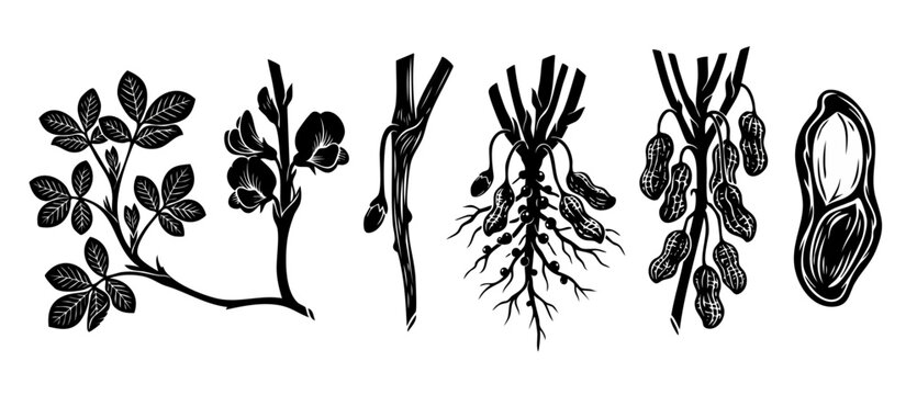 Peanut Plant Growth Stages Silhouette Set, Botanical Illustration of Arachis Hypogaea Life Cycle, Isolated Black and White Vector Graphic for Organic Farming Education and Agricultural Icon Collection