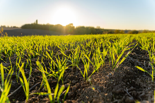Young winter wheat plants start to grow in a field as the sun rises in the early morning sky over a rural landscape