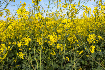 Fototapeta premium Rows of rapeseed plants bloom in a field, stretching under a clear sky on a sunny day. Yellow flowers cover the area
