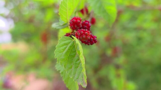 Macro still shot of ripening red mulberries on a tree branch.