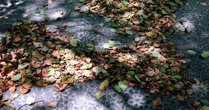 Sunlight filters through the leaves, creating dappled shadows on the leaf litter pebble ground.