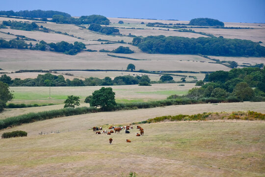 Drought in English countryside, fields burnt brown and dry with a herd of cattle in arid dried out fields with no grass rot feed on . Agriculture suffering as climate change impacts on the UK. 