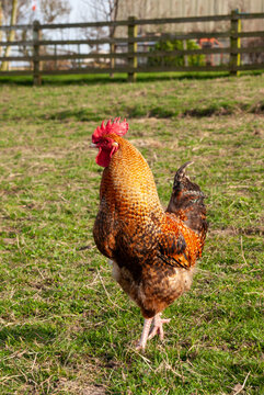Cock a doddle doo, large cockerel struts his stuff in the English countryside as he wanders free range enjoying life.Avian flu has meant that poultry has been unable to be free range in UK 