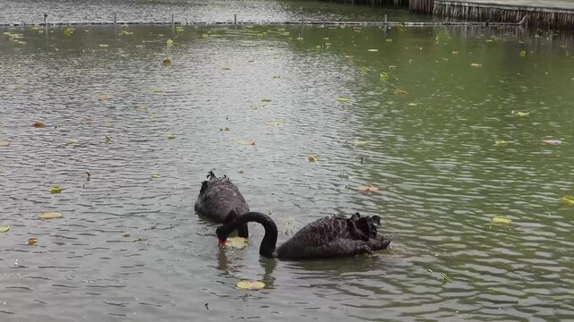 Black Swan with Red Beak (Cygnus atratus) Swimming on Water Close Up