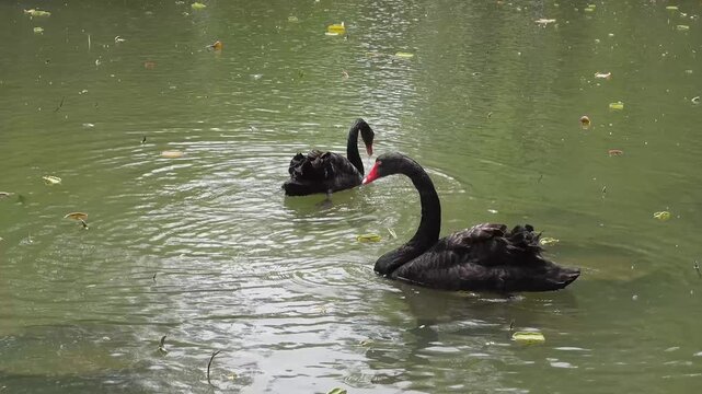 Black Swan with Red Beak (Cygnus atratus) Swimming on Water Close Up