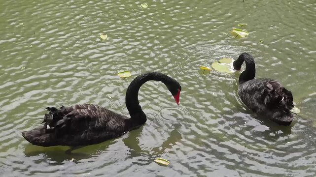 Black Swan with Red Beak (Cygnus atratus) Swimming on Water Close Up