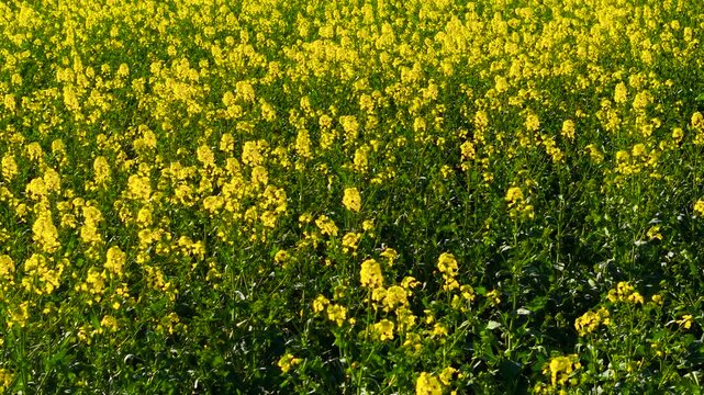 Ground level perspective through blooming canola field with dense yellow flowers and green stems. Seasonal agriculture scene connected to rural farming and renewable energy crops. Bright spring