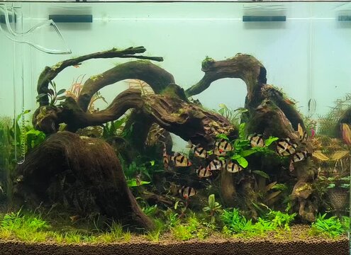 Group of tiger barb aquarium fish swimming together in tropical aquarium tank with aquatic plants, striped freshwater fish underwater video
