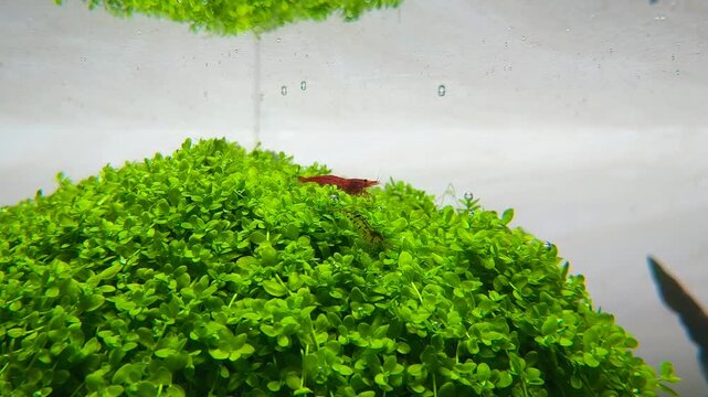 Neocaridina davidi red cherry shrimp scavenging on aquarium glass and green stem plants in heavily planted freshwater aquascape, cinematic underwater video
