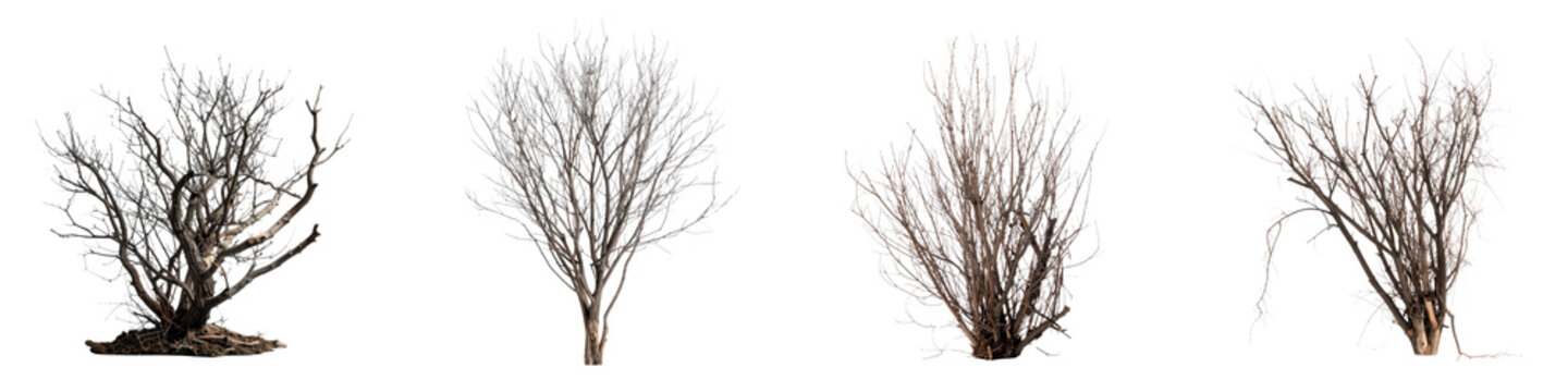 collection of four dry dead trees with bare leafless branches standing in  row