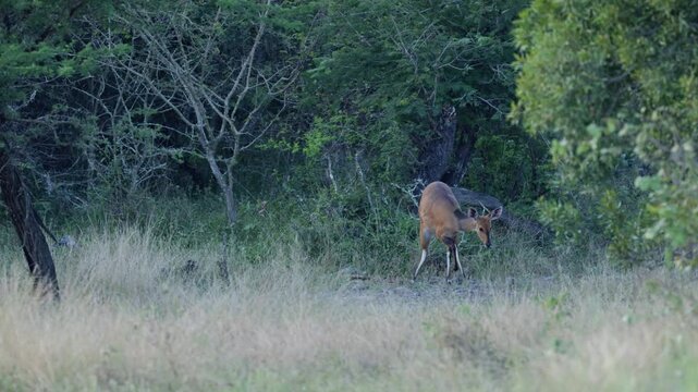 a bushbuck ewe on high alert