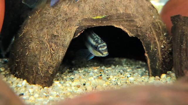 Apistogramma fish retreating into cave hideout showing territorial behavior in tropical planted aquarium, freshwater aquascape close up video
