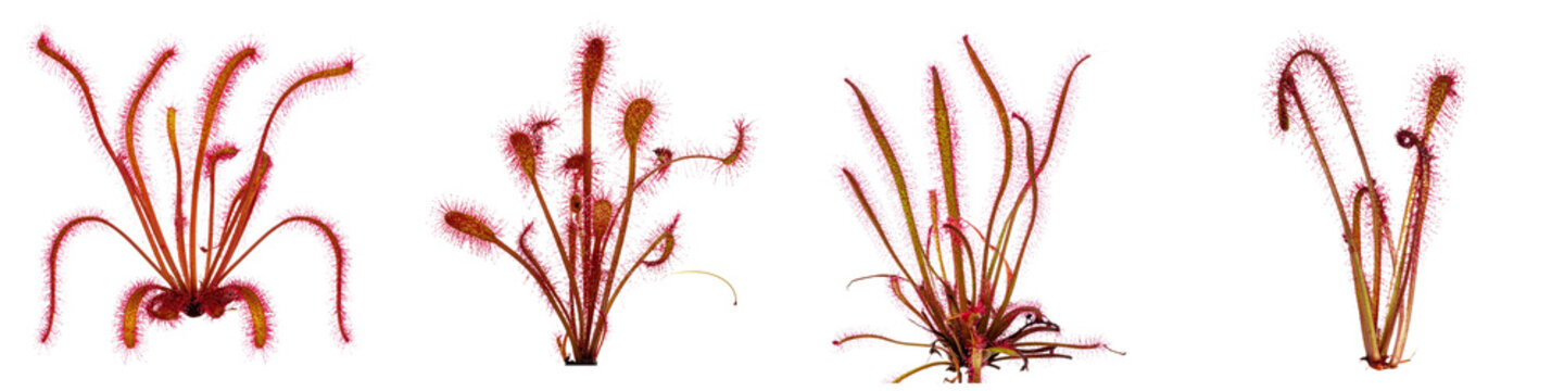 Set of four vibrant carnivorous sundew plants with sticky tentacles and red glandular leaves