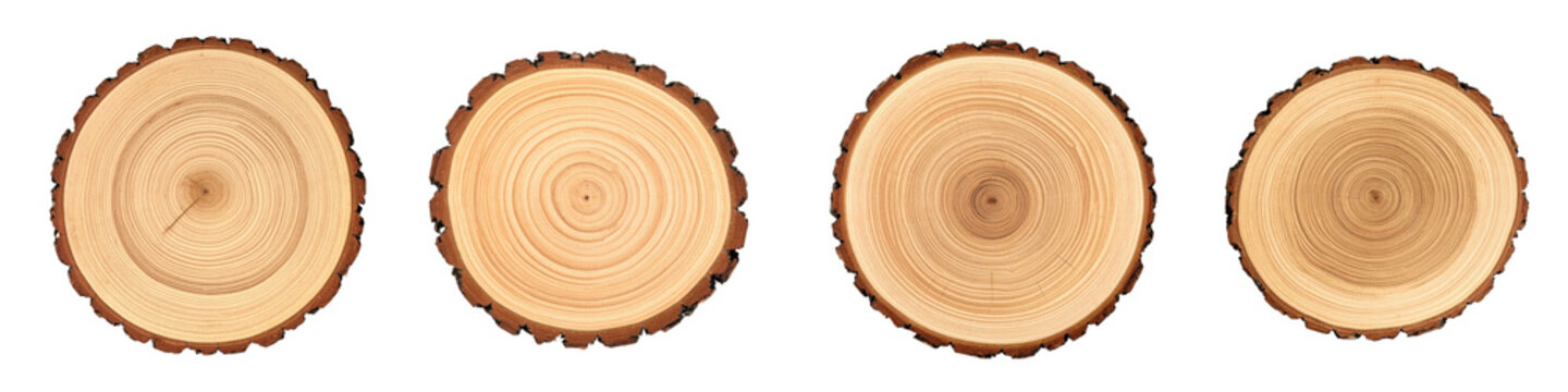 Four circular cross sections of tree trunks showing natural wood grain patterns and growth rings