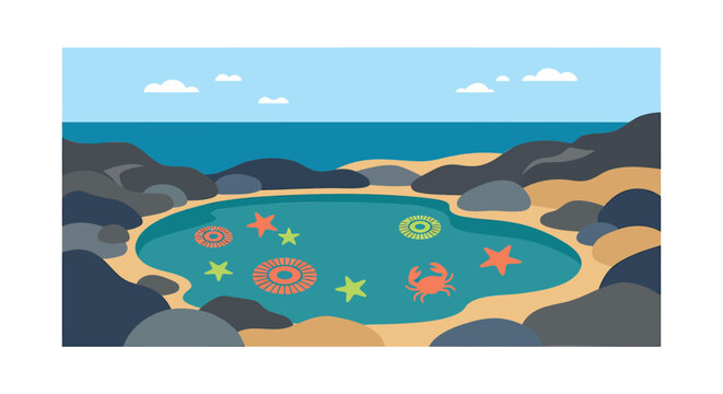 Tidal pool, beach scene, ocean illustration, sea creatures
