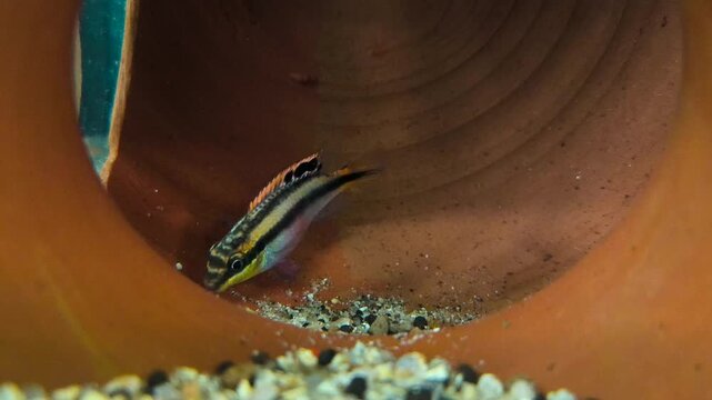 Apistogramma cichlid hiding behind driftwood showing natural shy behavior in planted tropical aquarium, freshwater fish close up video