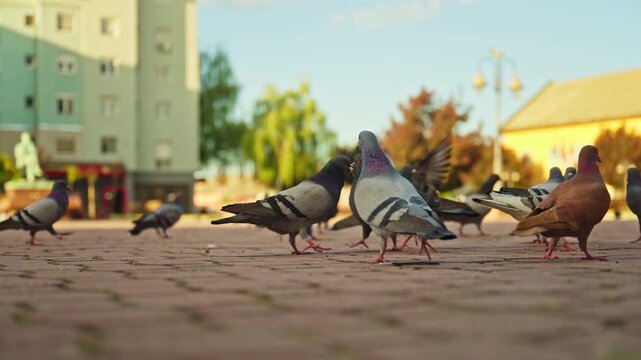 Close-up of city pigeons on tiled ground eating food, everyday street life and urban animal behavior, 4K
