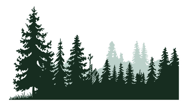 Dense evergreen coniferous forest silhouette with spruce tree layers and grassy ground base.