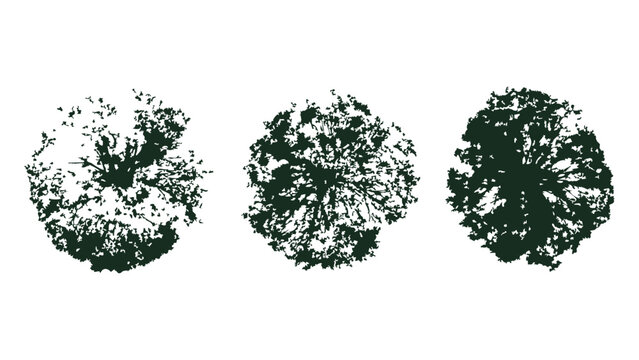 Textured tree top view icons for architectural site plans and landscape design renderings.