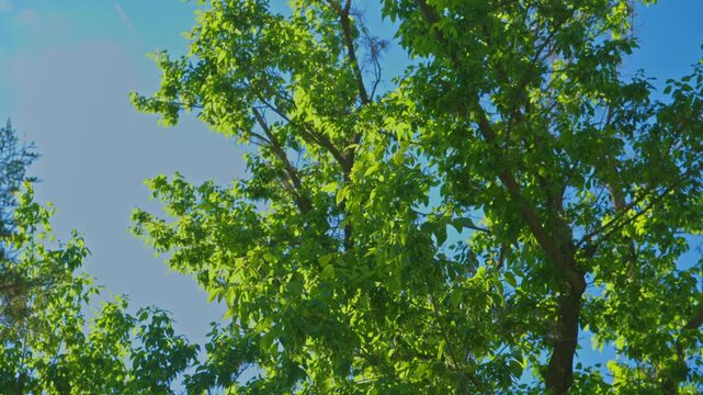 Sunlit green tree canopy with lush leaves against a clear blue summer sky, 4K