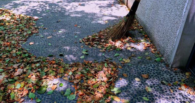 Sunlight filters through the leaves, creating dappled shadows on the leaf litter pebble ground.