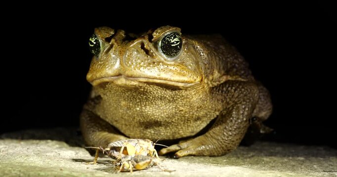 Mesoamerican Cane Toad (Rhinella horribilis) eating a cricket, slow motion