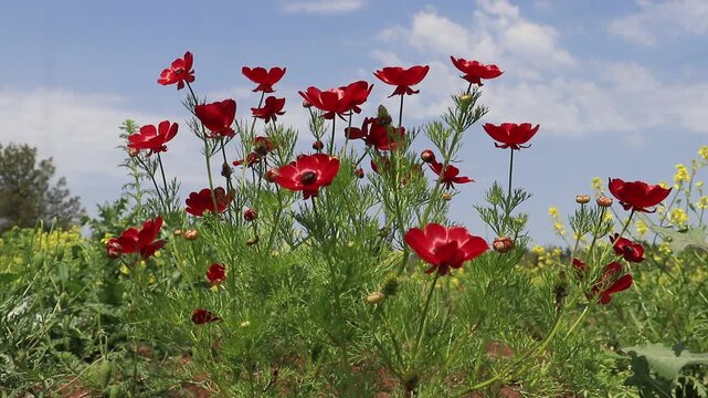 Adonis flammea is a self-growing flower on arid slopes and meadows in spring. It is known that he grew up in Diyarbakir, Sanliurfa and Mardin.
