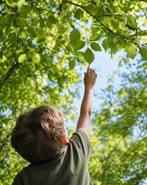Young boy reaching up to touch green leaves in a sunny forest  