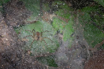 A Lawn wolf spider standing on the ground with decayed leaves in forest. © goldquest