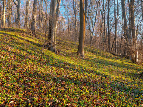Sonniger naturnaher Wald im Vorfr&uuml;hling, bl&uuml;hende Winterlinge bedecken den Boden, Th&uuml;ringen, Deutschland 