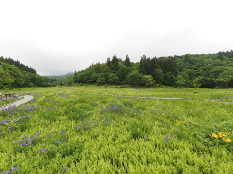 Takigashira Wetland in Aga Town, Niigata Prefecture, Japan, is a restored artificial wetland created from abandoned farmland, offering early-summer scenery with wetland plants, water insects, and rich