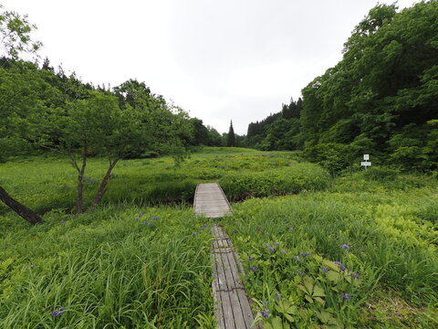Takigashira Wetland in Aga Town, Niigata Prefecture, Japan, is a restored artificial wetland created from abandoned farmland, offering early-summer scenery with wetland plants, water insects, and rich