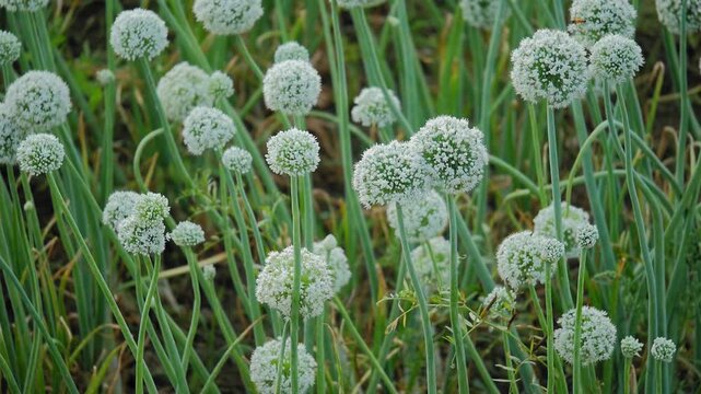 White onion flower clusters swaying gently on tall green stems in natural daylight, fresh agricultural scenery with detailed blooming texture and soft background!