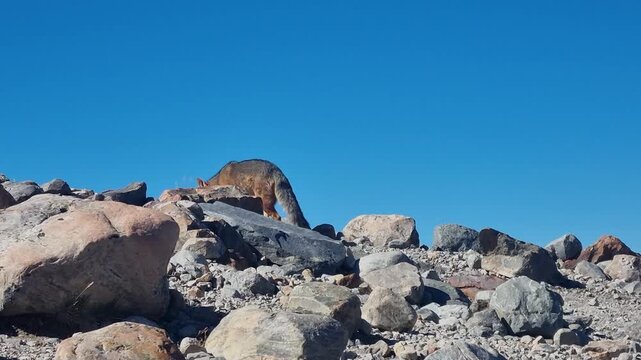 An Andean fox (Culpeo, Lycalopex culpaeus) searches for food across a rocky mountain landscape beneath a clear blue sky, capturing native South American wildlife in its natural habitat