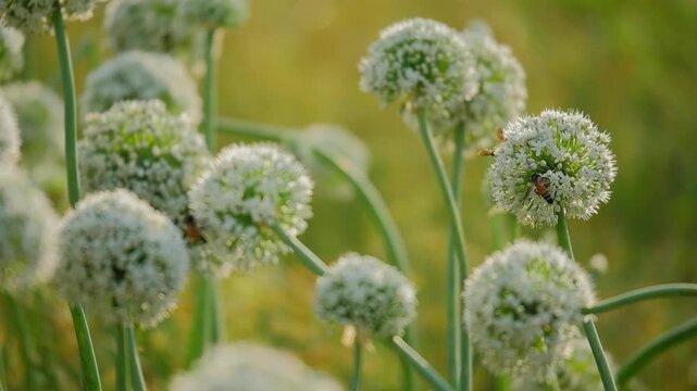 Bees resting on blooming onion flower heads with soft green background, delicate white blossoms, natural pollination scene and warm agricultural daylight atmosphere!