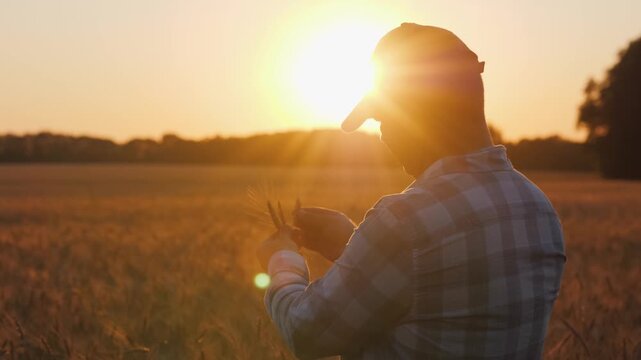 Silhouette of farmer holding ears of wheat in golden field at sunset while checking harvest progress.