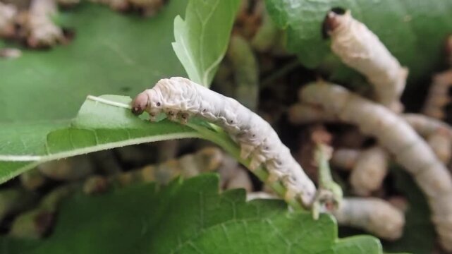Close-up of a silkworm caterpillar eating fresh green mulberry leaves. Macro footage capturing mouth movement, texture, and feeding behavior.