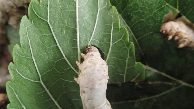 Close-up of a silkworm caterpillar eating fresh green mulberry leaves. Macro footage capturing mouth movement, texture, and feeding behavior.