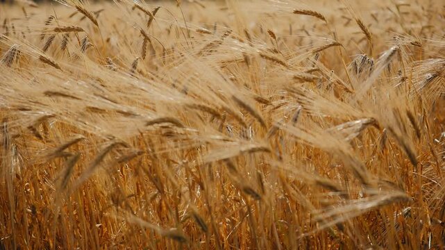 Wide view of golden wheat plants swaying naturally in warm sunlight with soft motion, ripened grain texture, rural farmland scenery and peaceful harvest mood!