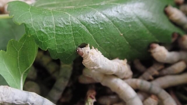 Close-up of a silkworm caterpillar eating fresh green mulberry leaves. Macro footage capturing mouth movement, texture, and feeding behavior.