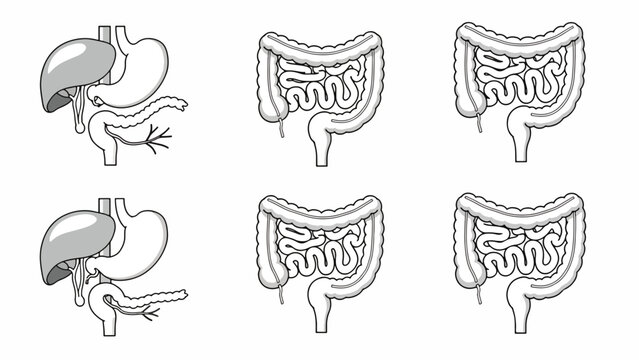 Human digestive system organ anatomy.