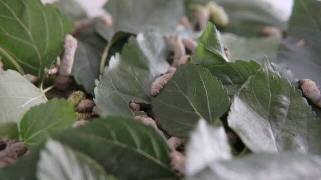 Multiple silkworm caterpillars feeding on fresh mulberry leaves. Wide shot showing several silkworms eating and moving across green leaves. Detailed 4K footage of silkwormn feeding behaviour.