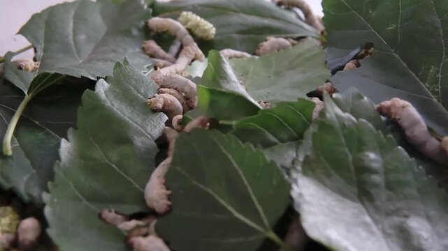 Multiple silkworm caterpillars feeding on fresh mulberry leaves. Wide shot showing several silkworms eating and moving across green leaves. Detailed 4K footage of silkwormn feeding behaviour.