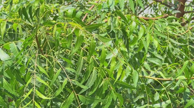 Closeup of fresh green neem leaves swaying gently on thin branches in bright sunlight, dense natural foliage texture and peaceful outdoor garden atmosphere!